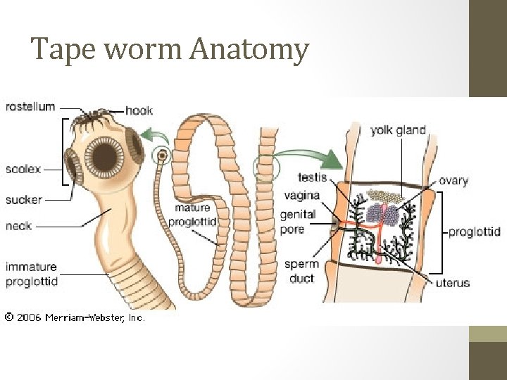 Tape worm Anatomy 