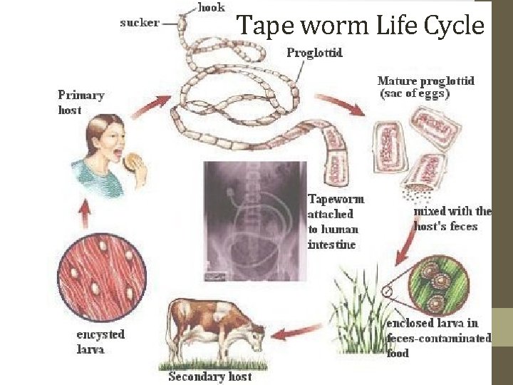 Tape worm Life Cycle 