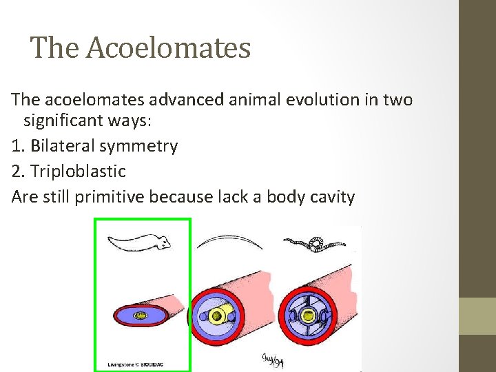 The Acoelomates The acoelomates advanced animal evolution in two significant ways: 1. Bilateral symmetry