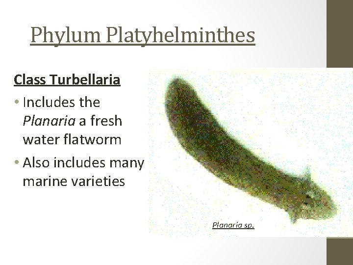 Phylum Platyhelminthes Class Turbellaria • Includes the Planaria a fresh water flatworm • Also
