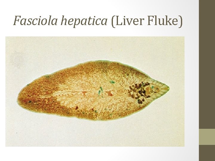 Fasciola hepatica (Liver Fluke) 