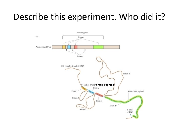 Describe this experiment. Who did it? (from the cytoplasm) 