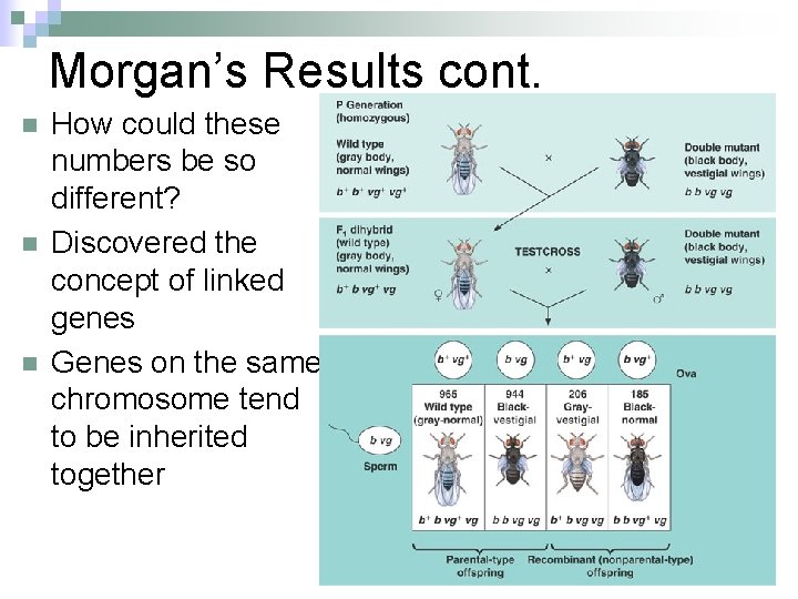 Morgan’s Results cont. n n n How could these numbers be so different? Discovered