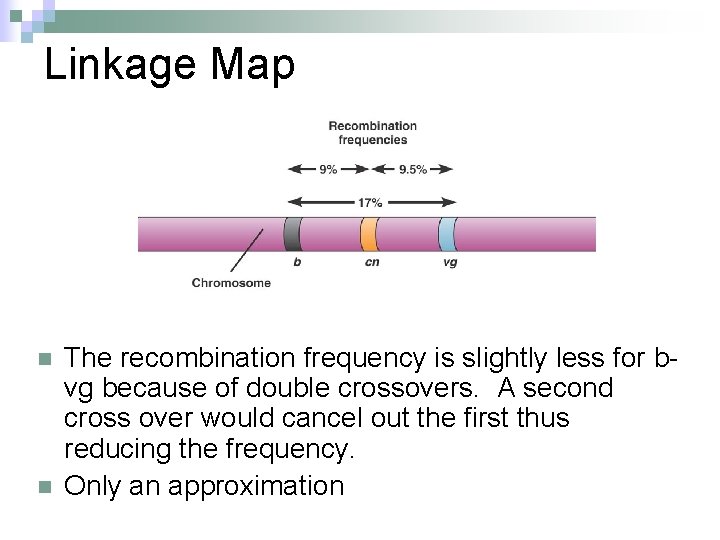 Linkage Map n n The recombination frequency is slightly less for bvg because of