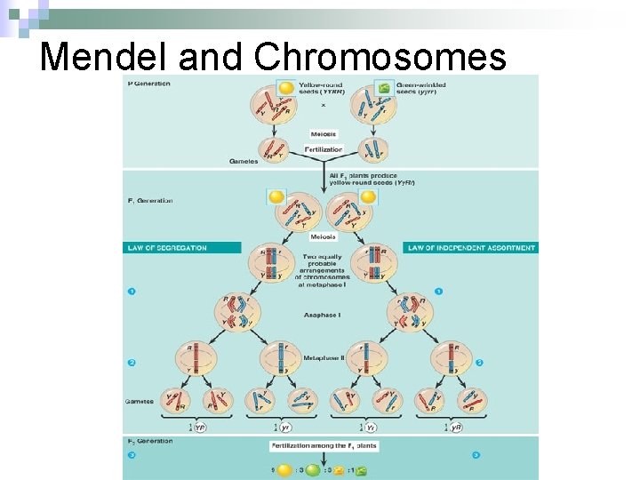 Mendel and Chromosomes 