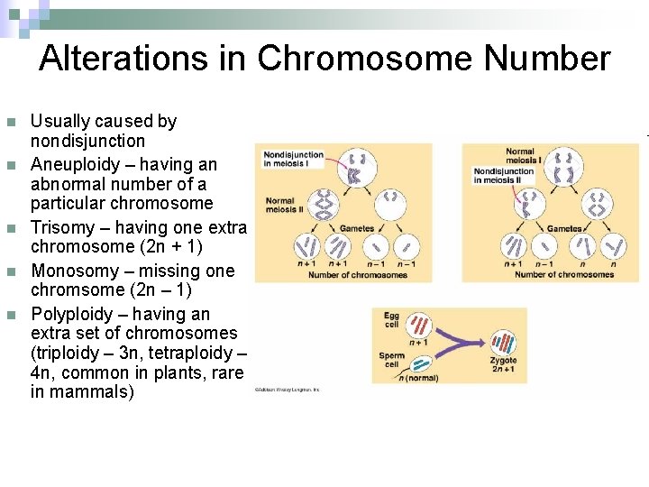 Alterations in Chromosome Number n n n Usually caused by nondisjunction Aneuploidy – having