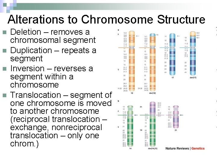 Alterations to Chromosome Structure n n Deletion – removes a chromosomal segment Duplication –