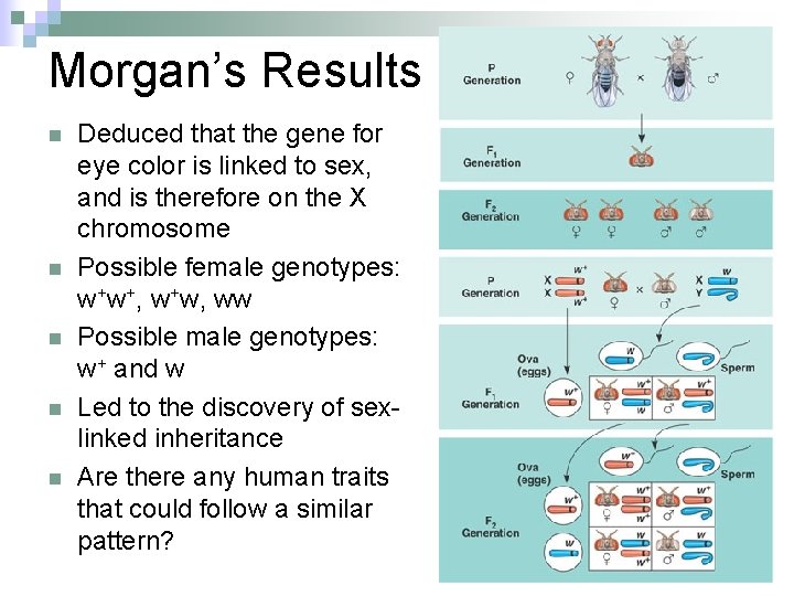 Morgan’s Results n n n Deduced that the gene for eye color is linked