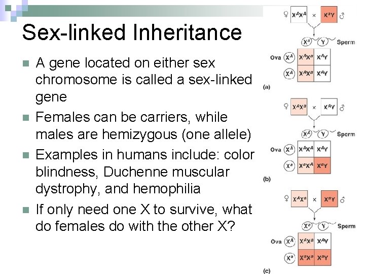 Sex-linked Inheritance n n A gene located on either sex chromosome is called a
