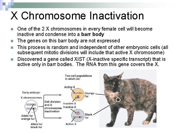 X Chromosome Inactivation n n One of the 2 X chromosomes in every female