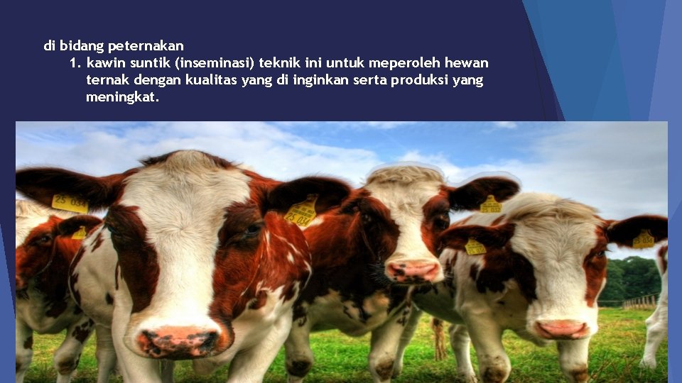 di bidang peternakan 1. kawin suntik (inseminasi) teknik ini untuk meperoleh hewan ternak dengan