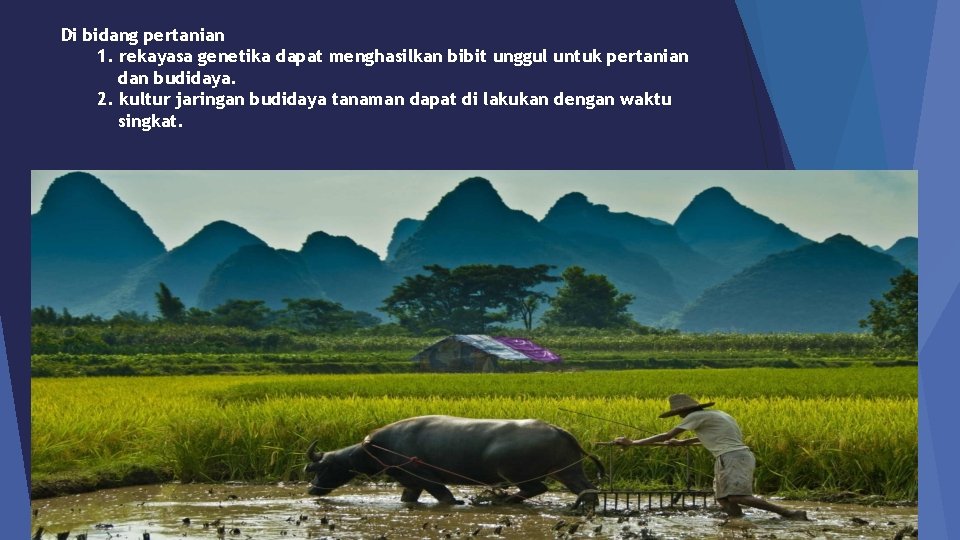 Di bidang pertanian 1. rekayasa genetika dapat menghasilkan bibit unggul untuk pertanian dan budidaya.