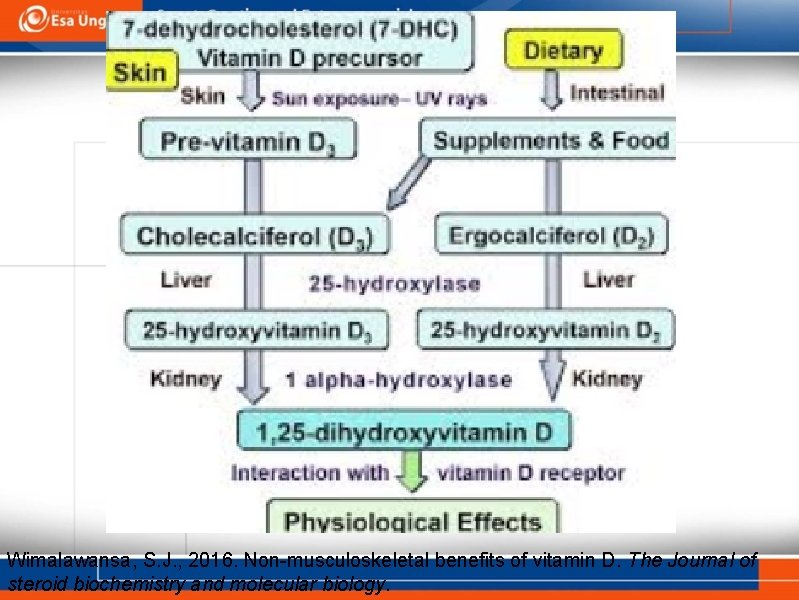 Wimalawansa, S. J. , 2016. Non-musculoskeletal benefits of vitamin D. The Journal of steroid