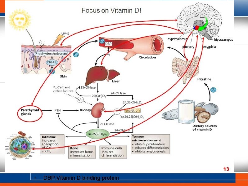  • DBP: Vitamin D binding protein 