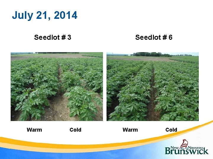 July 21, 2014 Seedlot # 3 Warm Cold Seedlot # 6 Warm Cold 