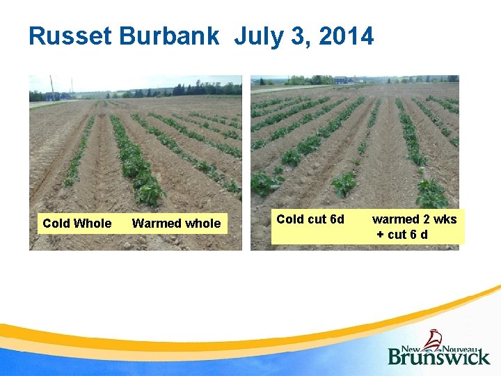 Russet Burbank July 3, 2014 Cold Whole Warmed whole Cold cut 6 d warmed