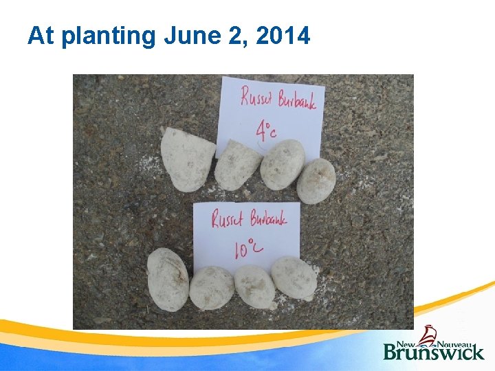 At planting June 2, 2014 