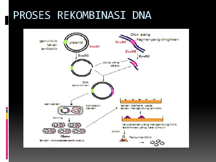 PROSES REKOMBINASI DNA 