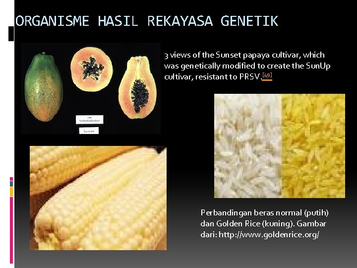 ORGANISME HASIL REKAYASA GENETIK 3 views of the Sunset papaya cultivar, which was genetically