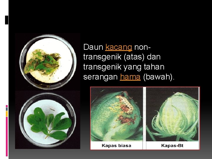 Daun kacang nontransgenik (atas) dan transgenik yang tahan serangan hama (bawah). 