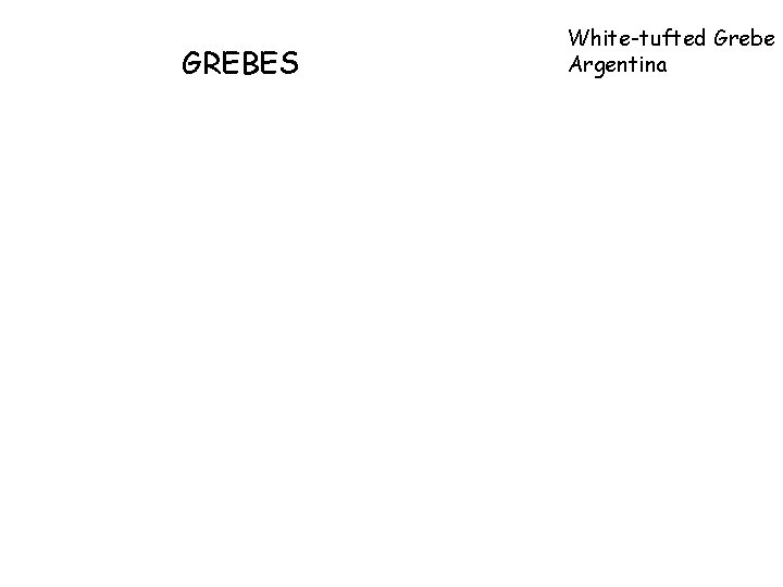 GREBES White-tufted Grebe Argentina 
