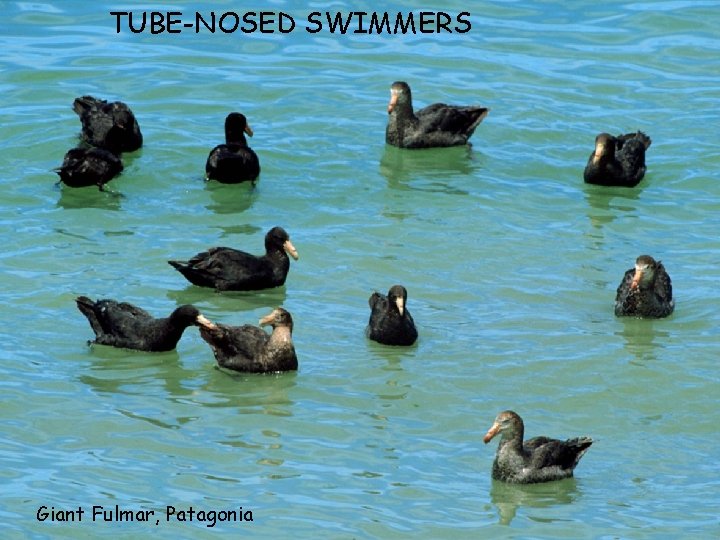 TUBE-NOSED SWIMMERS Giant Fulmar, Patagonia 