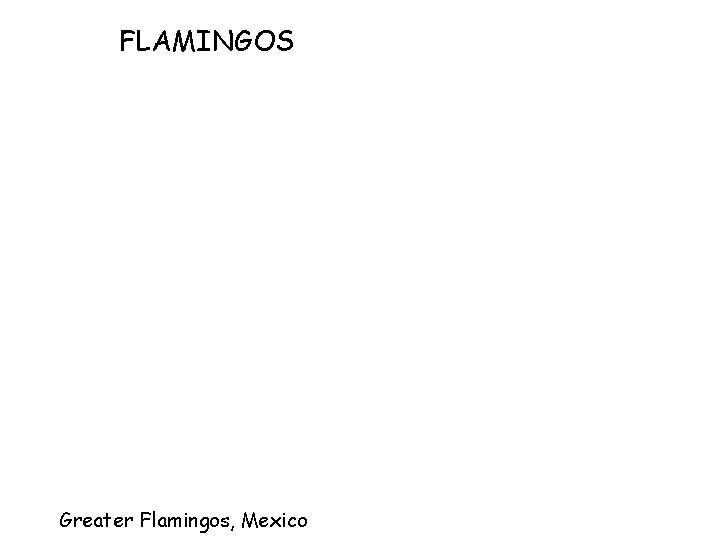 FLAMINGOS Greater Flamingos, Mexico 