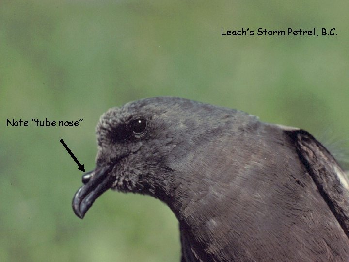 Leach’s Storm Petrel, B. C. Note “tube nose” 