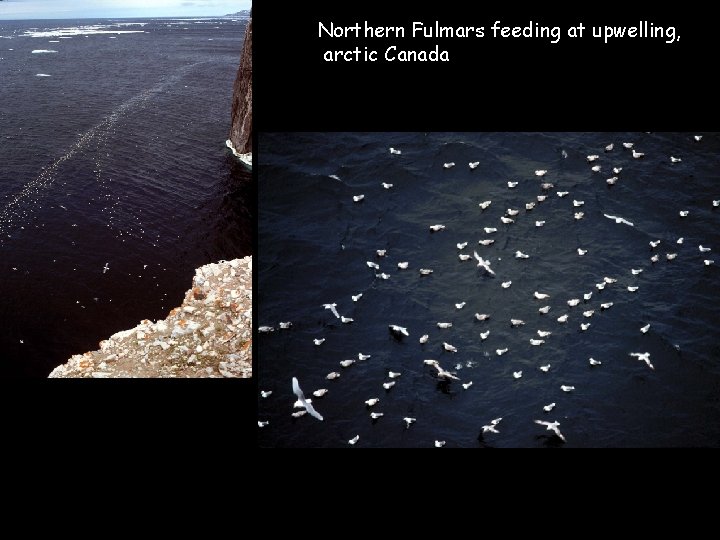 Northern Fulmars feeding at upwelling, arctic Canada 