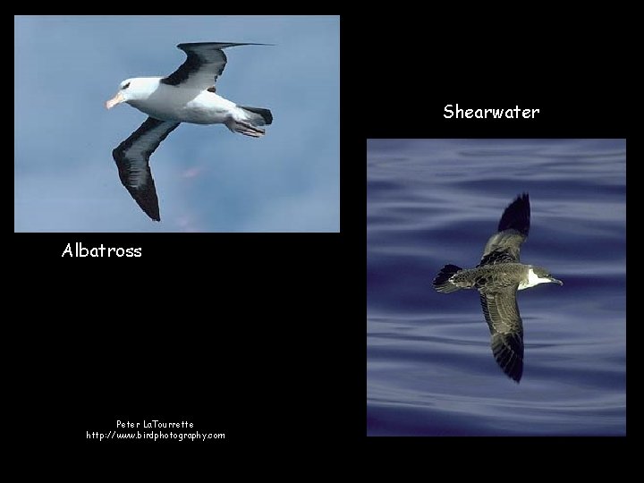 Shearwater Albatross Peter La. Tourrette http: //www. birdphotography. com 