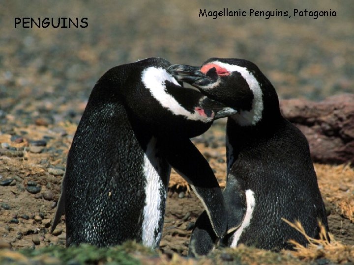 PENGUINS Magellanic Penguins, Patagonia 