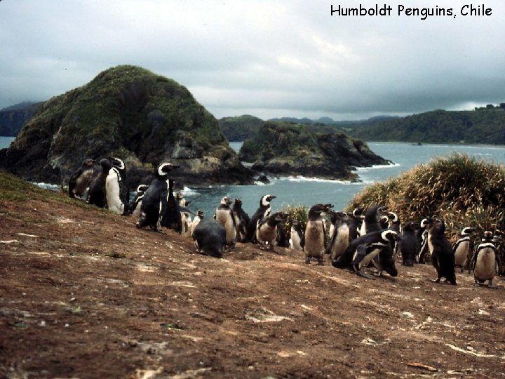 Humboldt Penguins, Chile 