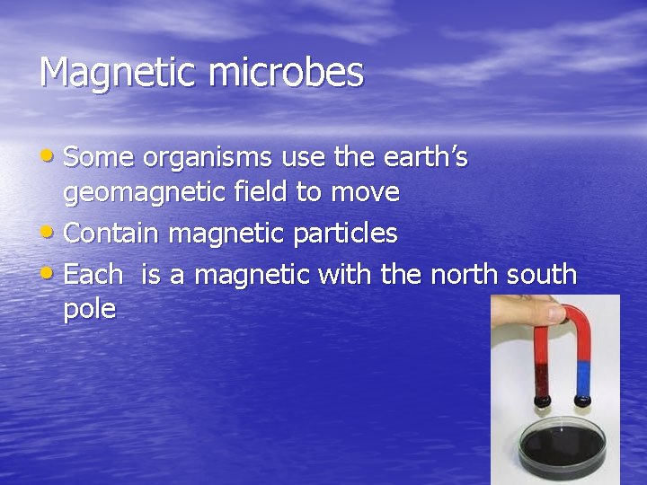 Magnetic microbes • Some organisms use the earth’s geomagnetic field to move • Contain