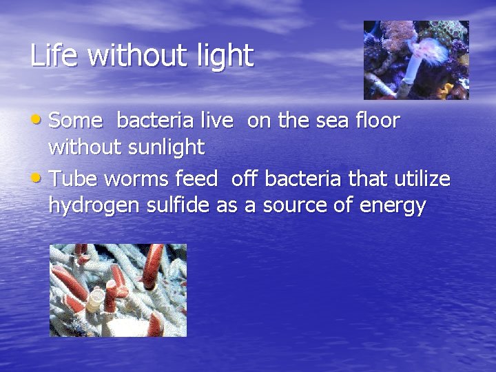 Life without light • Some bacteria live on the sea floor without sunlight •