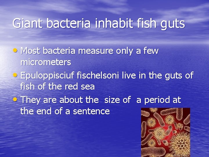 Giant bacteria inhabit fish guts • Most bacteria measure only a few micrometers •