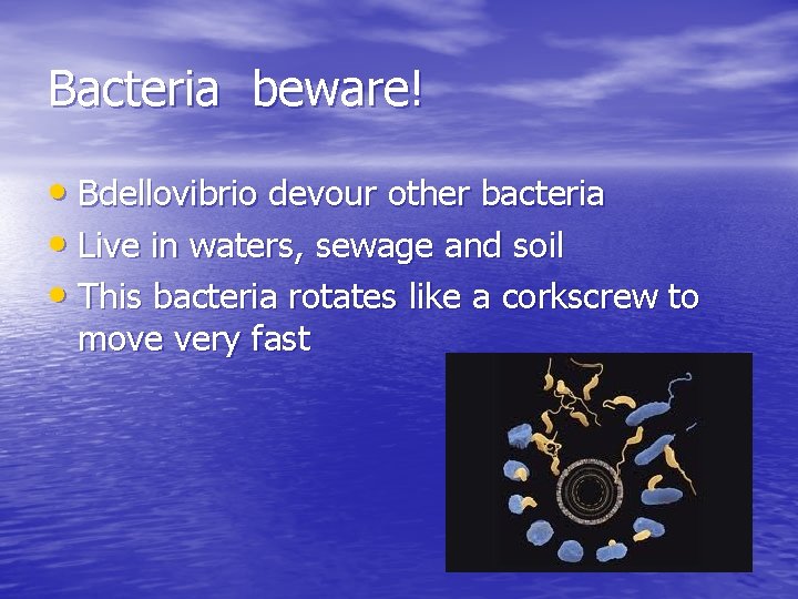 Bacteria beware! • Bdellovibrio devour other bacteria • Live in waters, sewage and soil