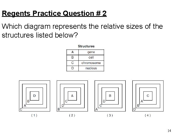 Regents Practice Question # 2 Which diagram represents the relative sizes of the structures