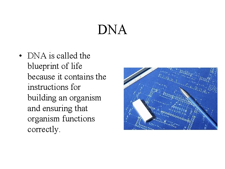 DNA • DNA is called the blueprint of life because it contains the instructions