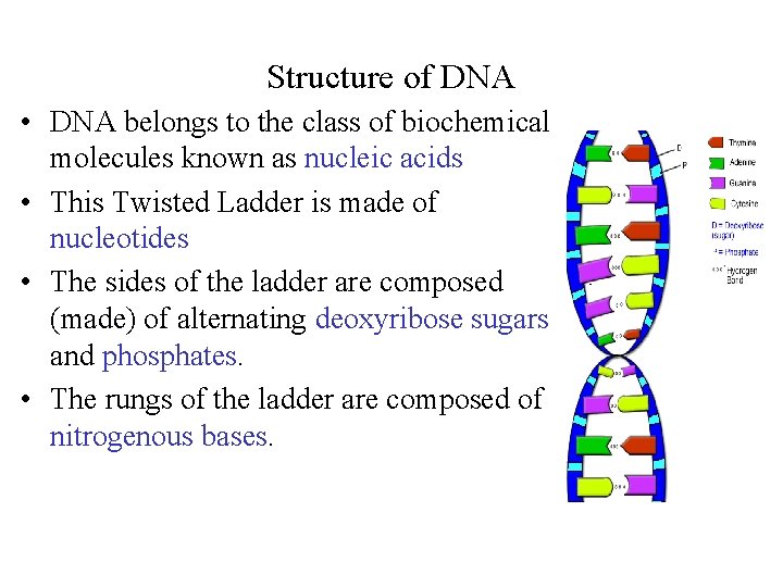 Structure of DNA • DNA belongs to the class of biochemical molecules known as