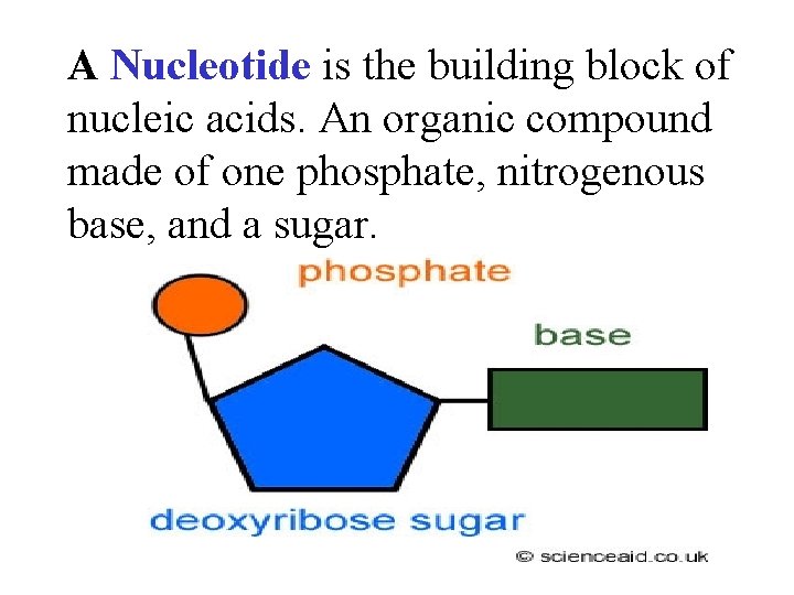 A Nucleotide is the building block of nucleic acids. An organic compound made of