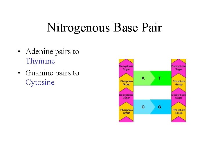 Nitrogenous Base Pair • Adenine pairs to Thymine • Guanine pairs to Cytosine 