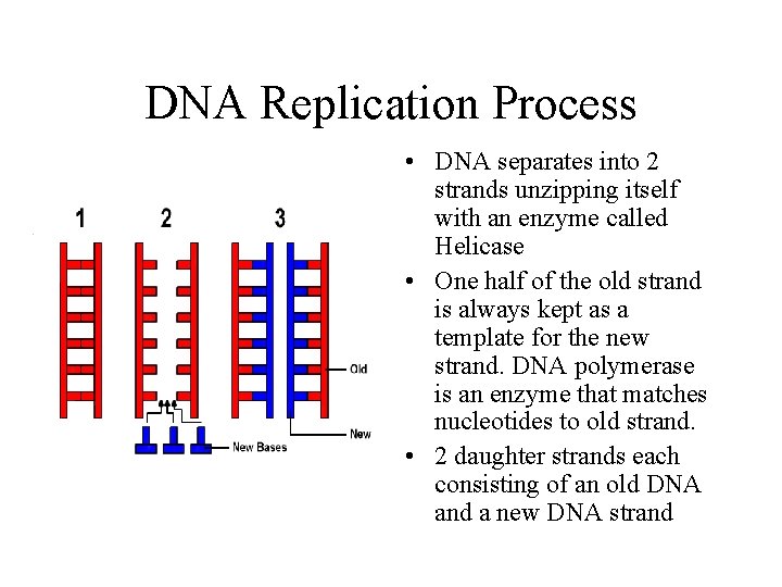 DNA Replication Process • DNA separates into 2 strands unzipping itself with an enzyme