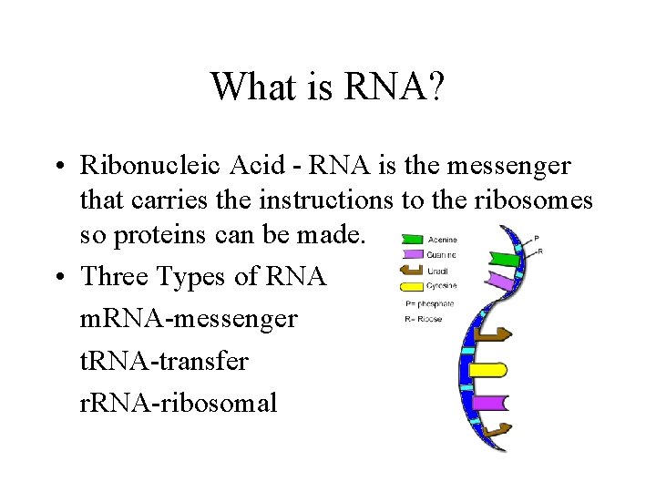 What is RNA? • Ribonucleic Acid - RNA is the messenger that carries the