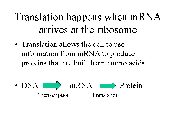 Translation happens when m. RNA arrives at the ribosome • Translation allows the cell