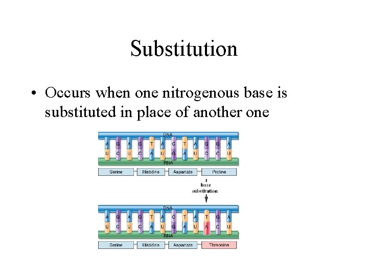 Substitution • Occurs when one nitrogenous base is substituted in place of another one