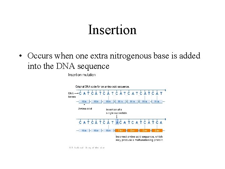 Insertion • Occurs when one extra nitrogenous base is added into the DNA sequence