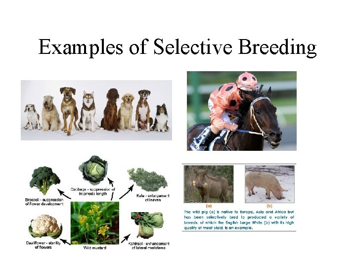 Examples of Selective Breeding • • 