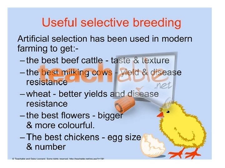  • Uses of selective breeding 