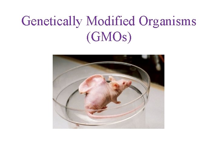 Genetically Modified Organisms (GMOs) 