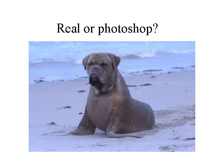 Real or photoshop? 